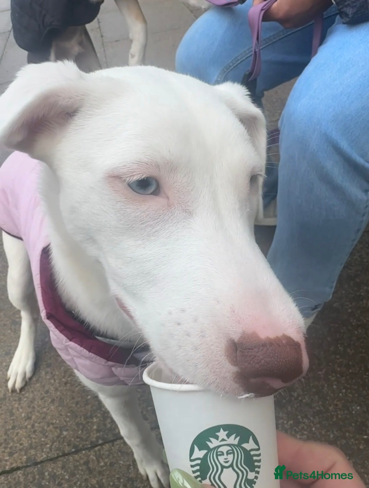 Mixed Breed dogs Deaf 5 months old husky mix girl - Advert 1