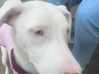 Mixed Breed dogs Deaf 5 months old husky mix girl - Advert 1