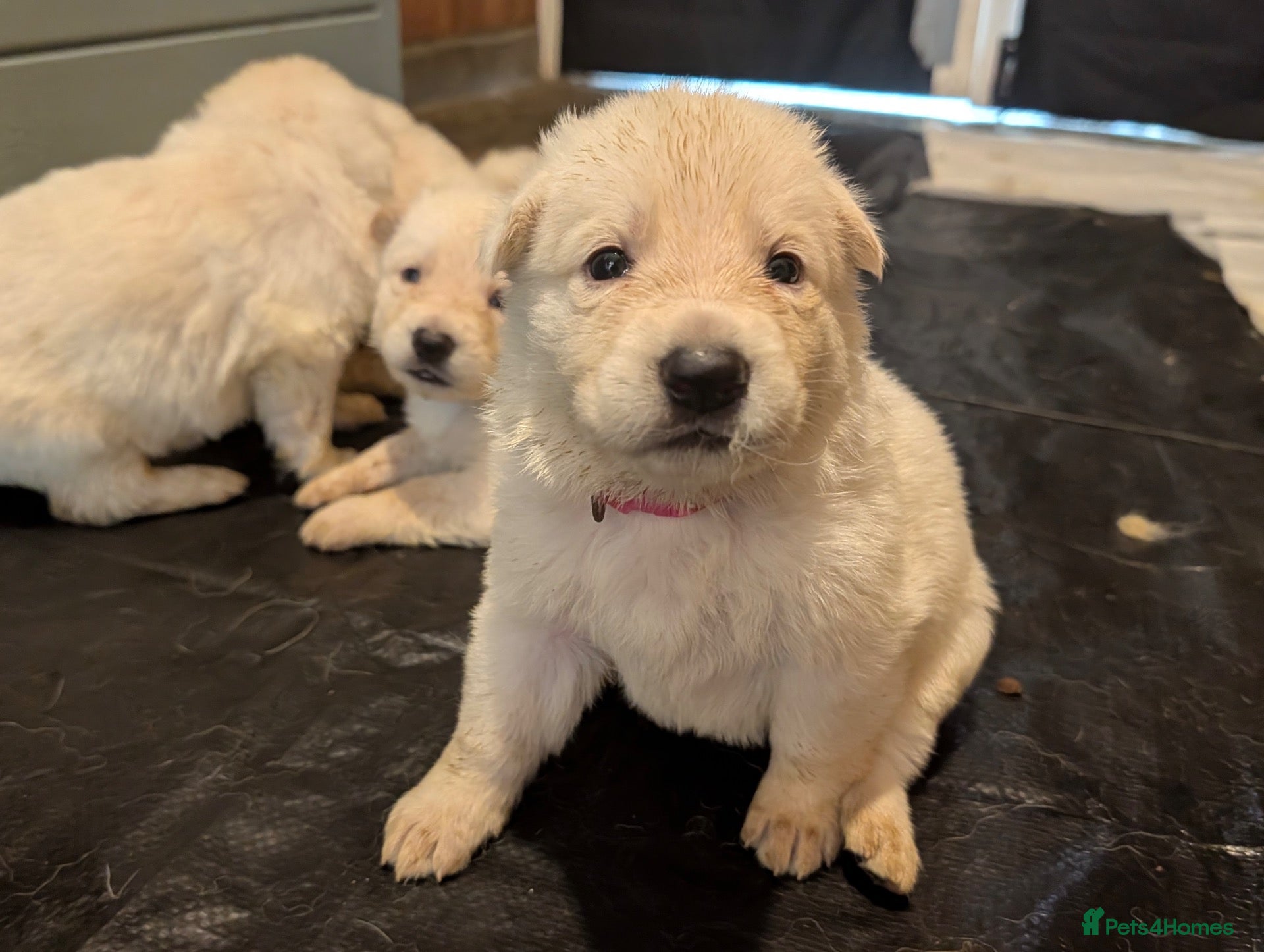 German Shepherd dogs Beautiful White Pedigree German Shepherd Puppies - Advert 2