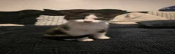 Mixed Breed cats for sale: 2 adorable black and white kittens - Advert 6