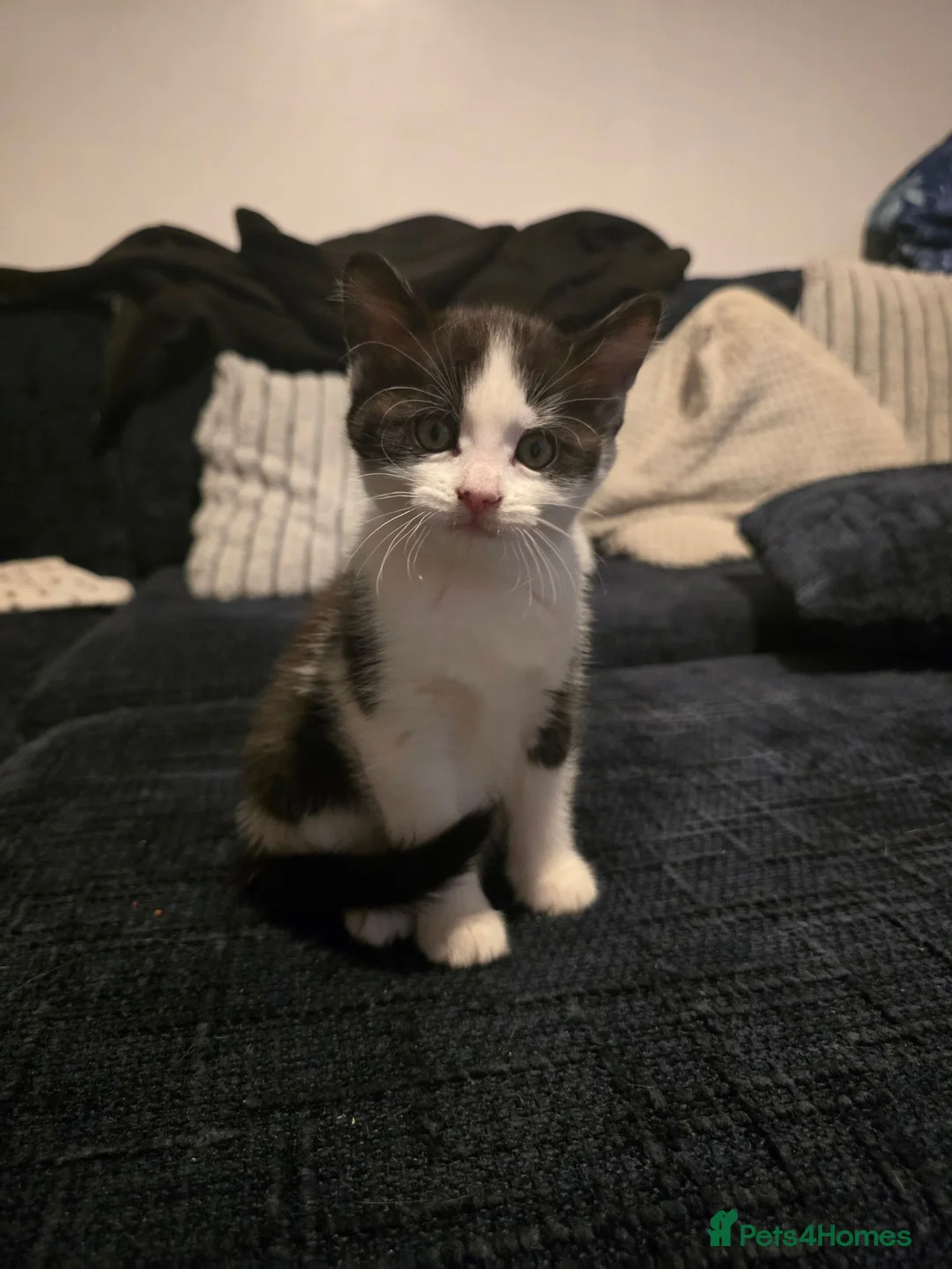 Mixed Breed cats for sale: 2 adorable black and white kittens - Advert 6