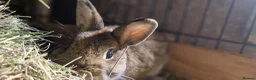 Netherland Dwarf rabbits for sale: Handsome, cheeky, young Netherland dwarf chappy  - Advert 5