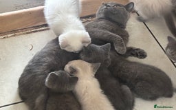 British Shorthair cats for sale: Beautiful British blues and colourpoints  - Image 3
