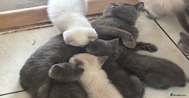 British Shorthair cats - Advert 2