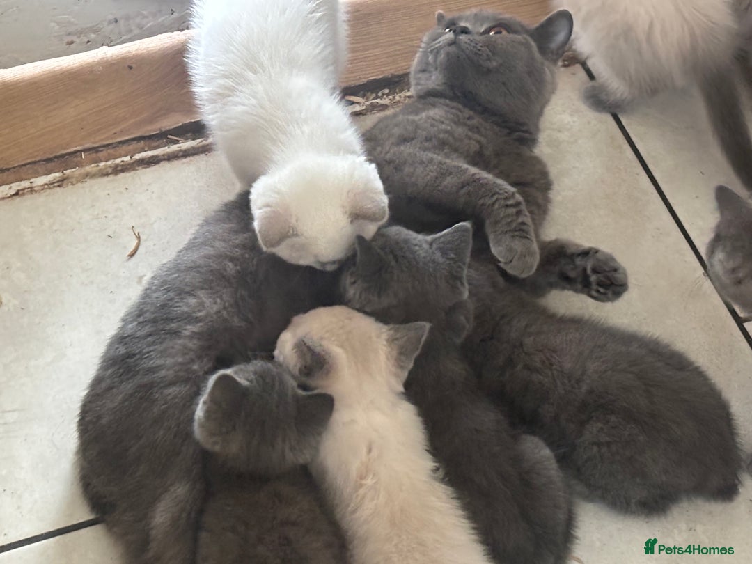 British Shorthair cats for sale: Beautiful British blues and colourpoints  - Image 3