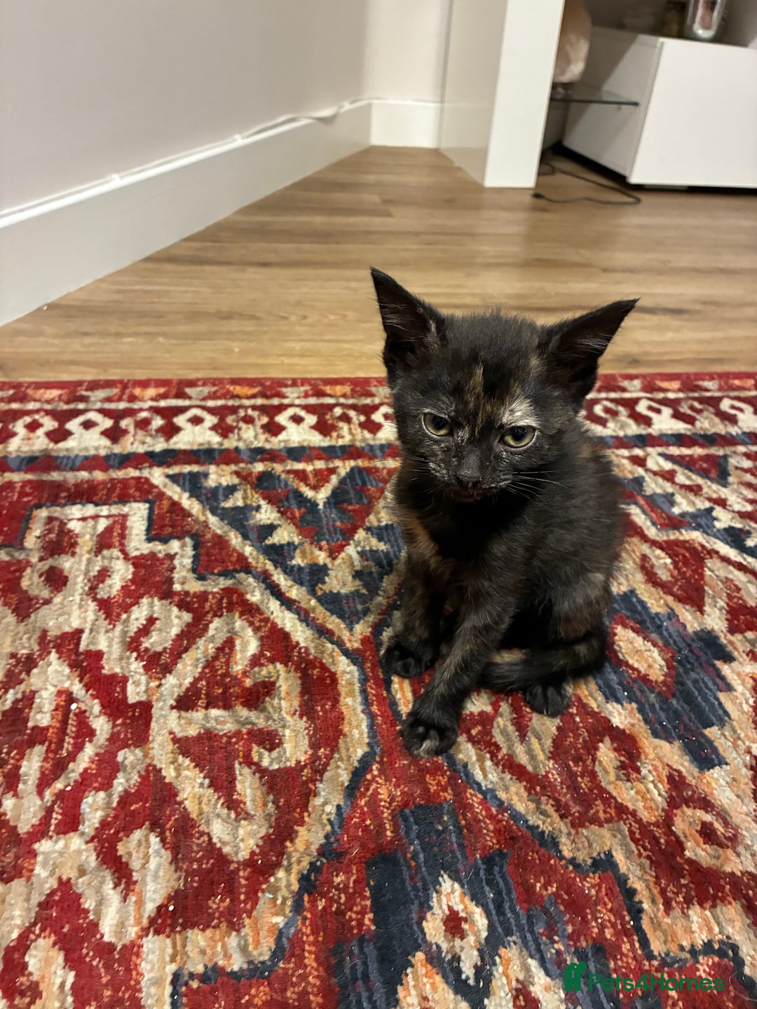 Domestic Shorthair cats for sale: Tortoise Shell Kitten - Image 2