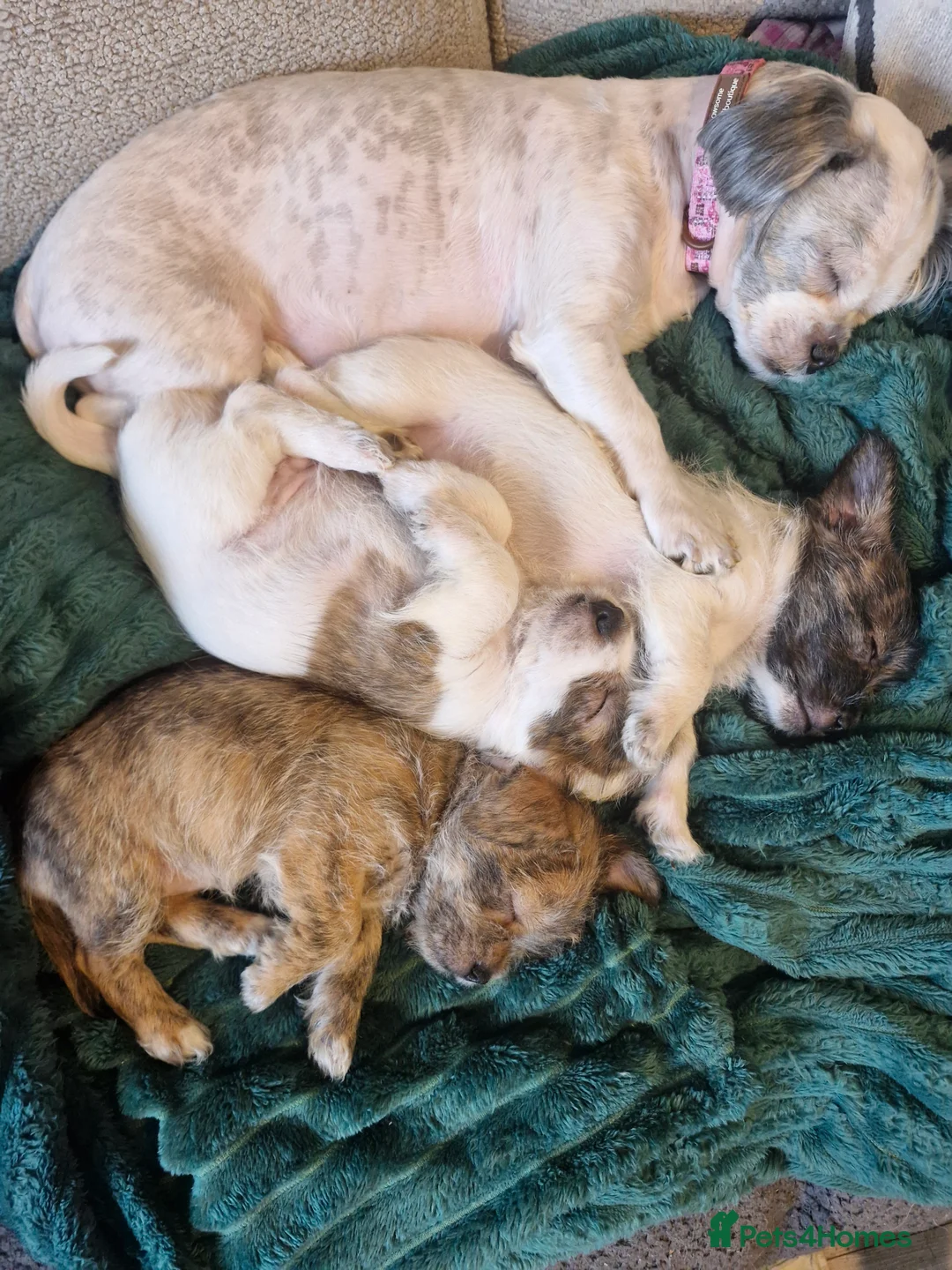 Mixed Breed dogs for sale: Beautiful Girl malshi x Jack russell  - Advert 3