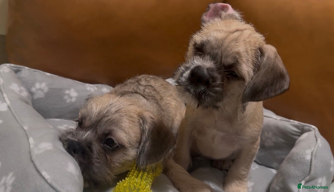 Mixed Breed dogs Pug Chinese crested x French bulldog x - Advert 6