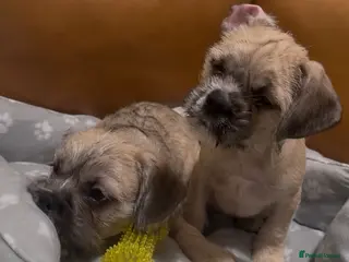 Mixed Breed dogs Pug Chinese crested x French bulldog x - Advert 2