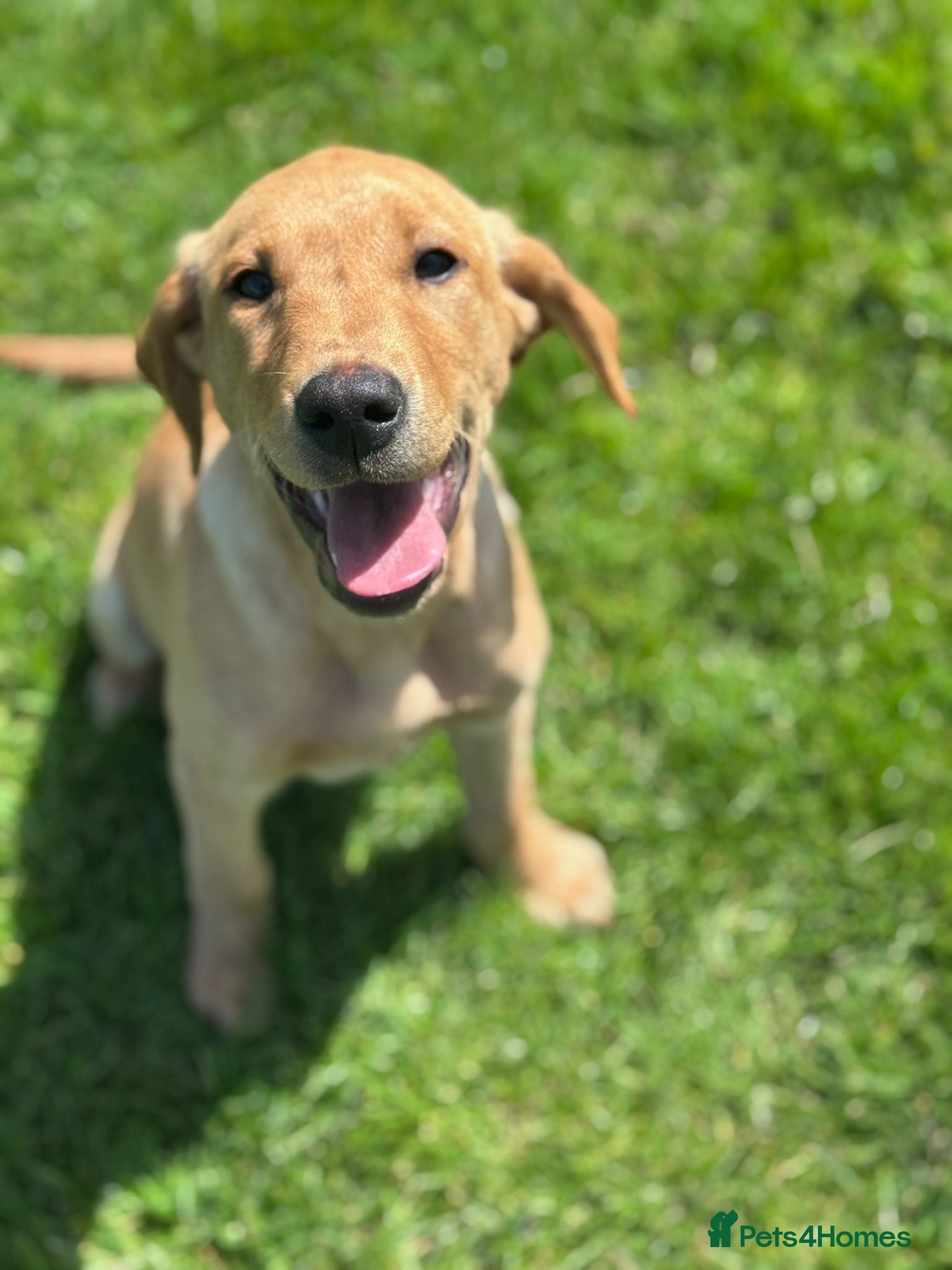 Labrador Retriever dogs KC registered Labours Fully vaccinated  - Advert 11