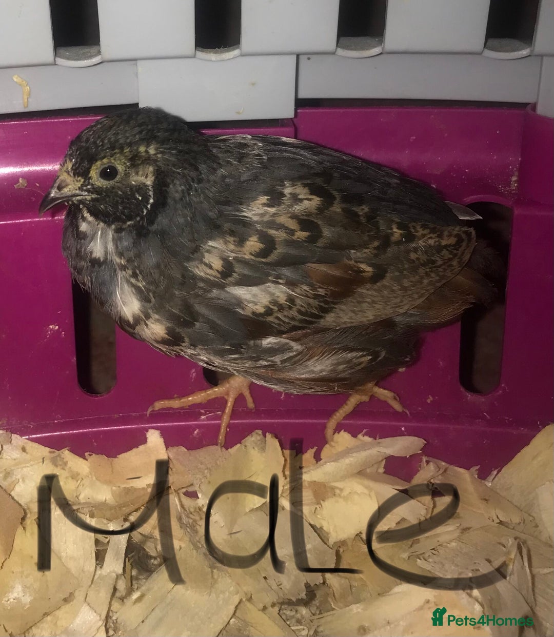Quail poultry for sale: SEXED CHINESE PAINTED BUTTON QUAILS ! - Advert 4