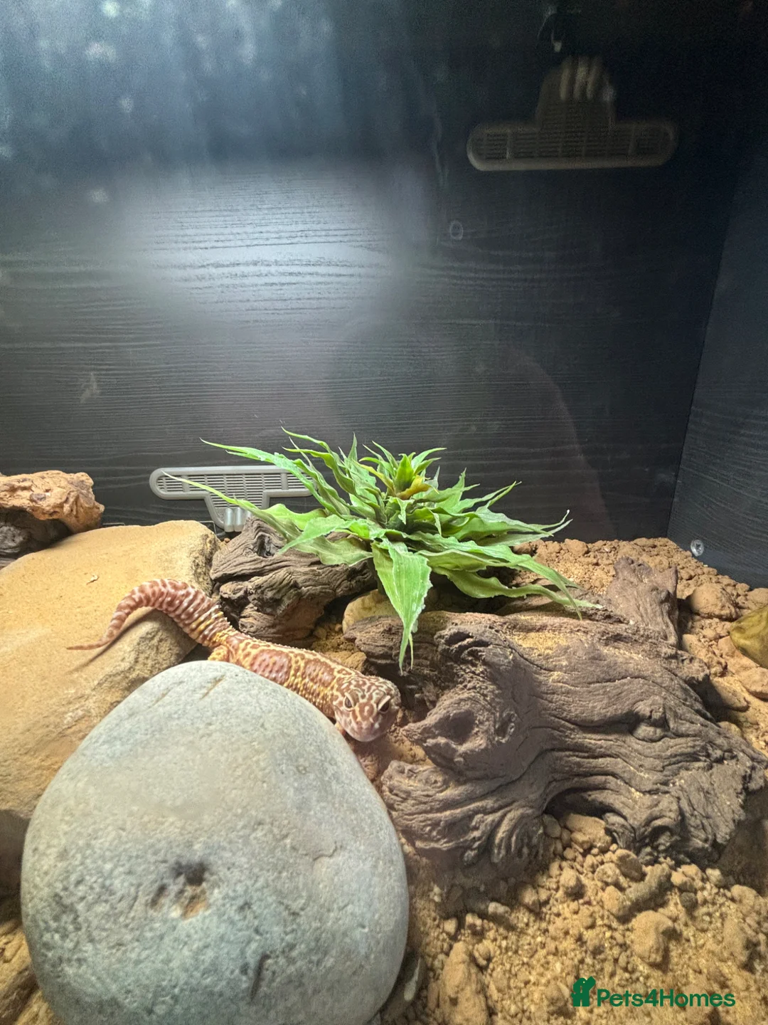 Leopard Gecko reptiles for sale: Beautiful leopard Geko  in Sunderland - Advert 6