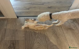 Mixed Breed dogs for sale: Peke-a-Chon puppies 🐶  - Image 26