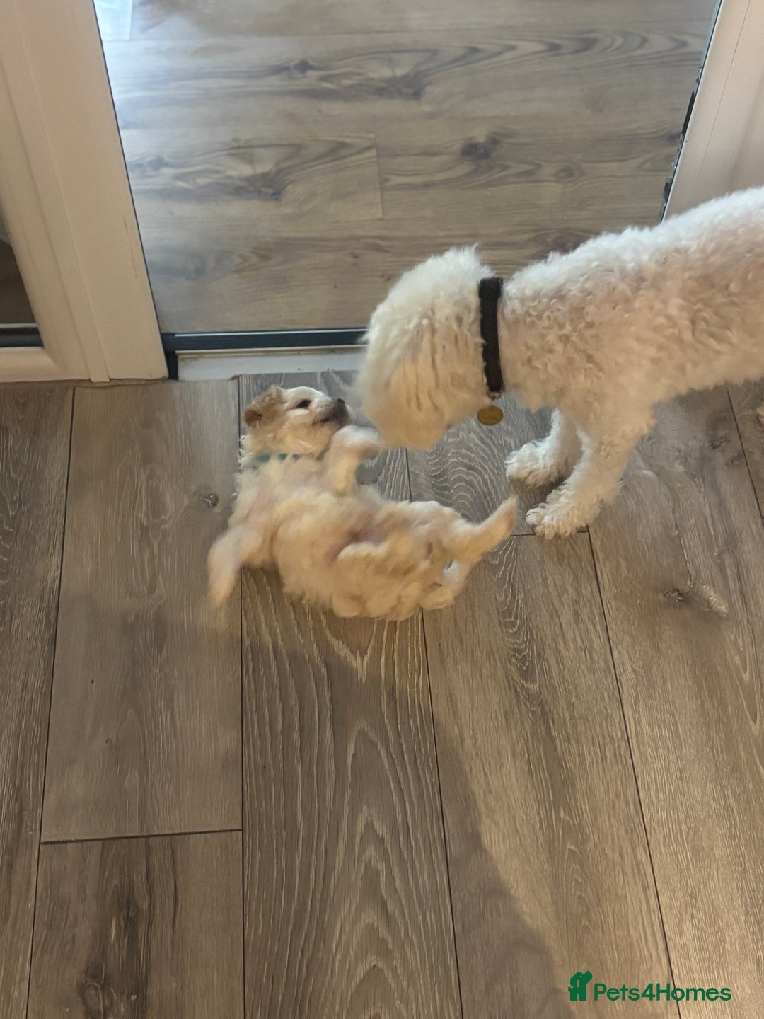 Mixed Breed dogs for sale: Peke-a-Chon puppies 🐶  - Image 26