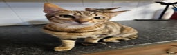 Bengal cats for sale: Silver/ mink bengals kittens  - Advert 39