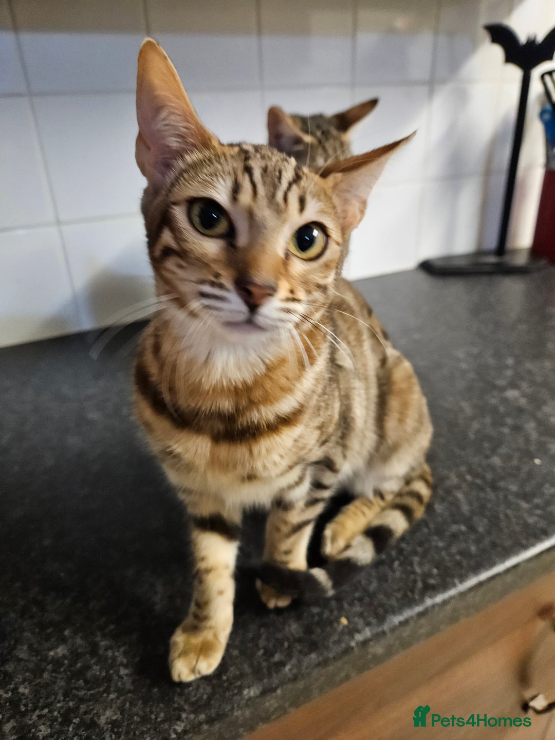 Bengal cats for sale: Silver/ mink bengals kittens  - Advert 39