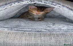 American Shorthair cats for sale: Beautiful calico kitten ready to leave now!!! - Image 5