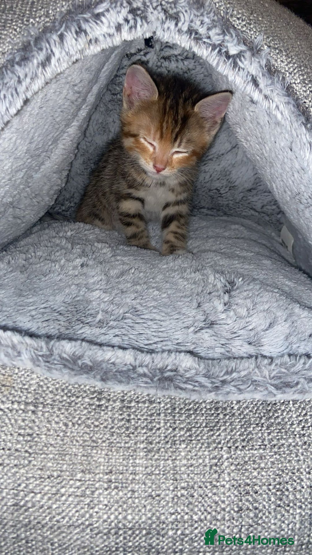 American Shorthair cats for sale: Beautiful calico kitten ready to leave now!!! - Image 5