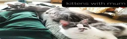 Ragcoon cats for sale: Maincoon × Ragdoll (Ragcoon)  chunky boys  - Advert 6