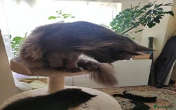 Maine Coon cats for sale: 2 sweet boys looking for new home - Image 9