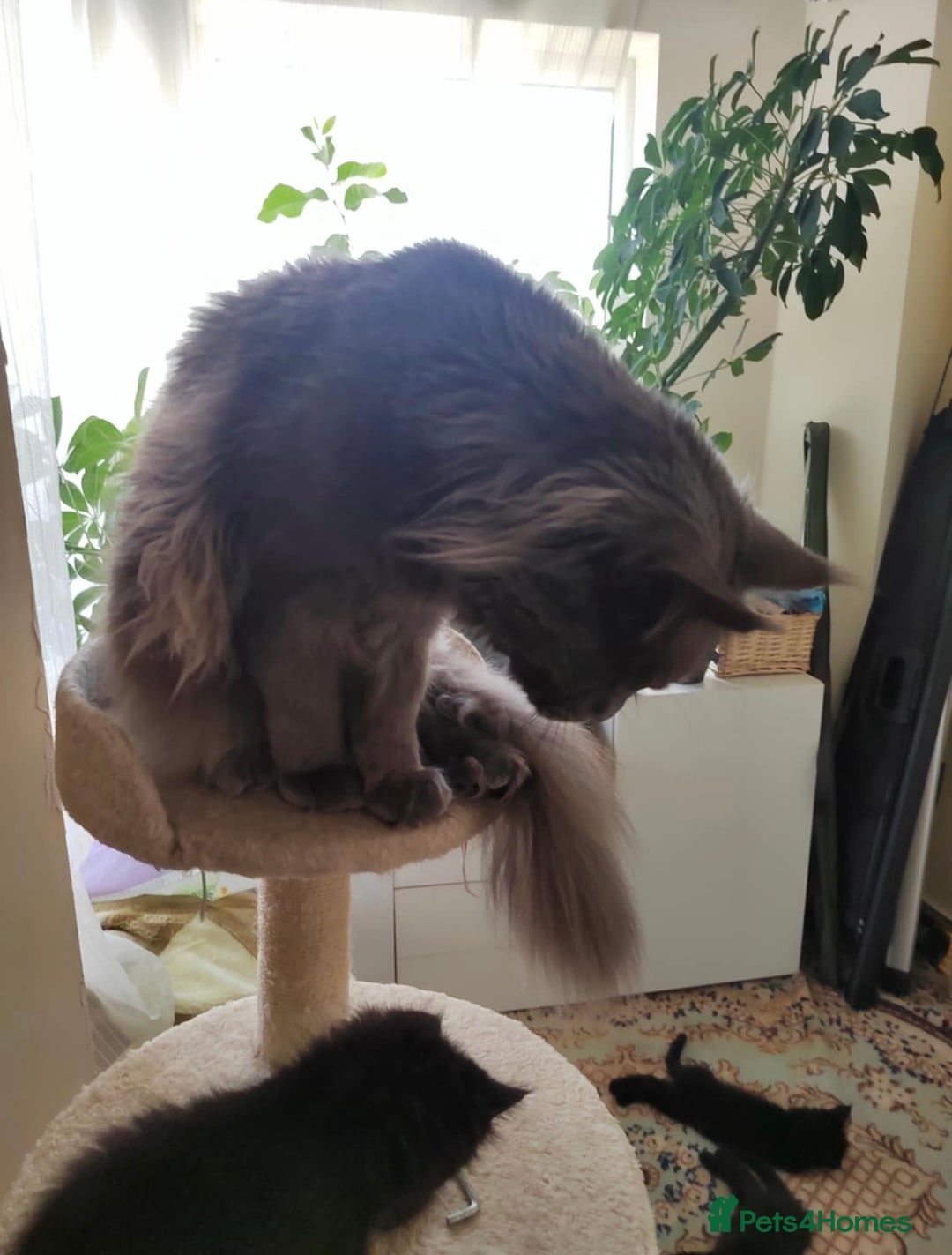 Maine Coon cats for sale: 2 sweet boys looking for new home - Image 9