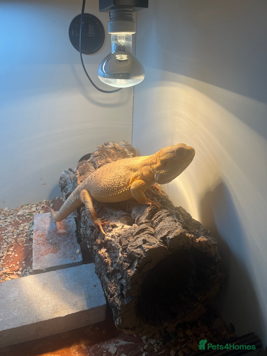 Bearded Dragon reptiles for sale: Bearded dragon  - Image 2