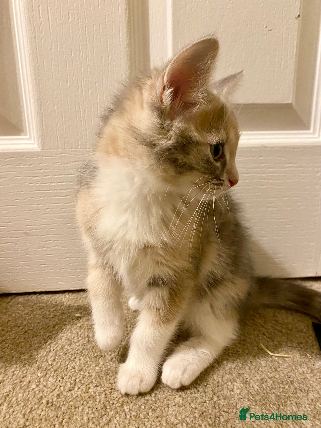 Domestic Shorthair cats for sale: Domestic Shorthair X Ragdoll Cross - Advert 14