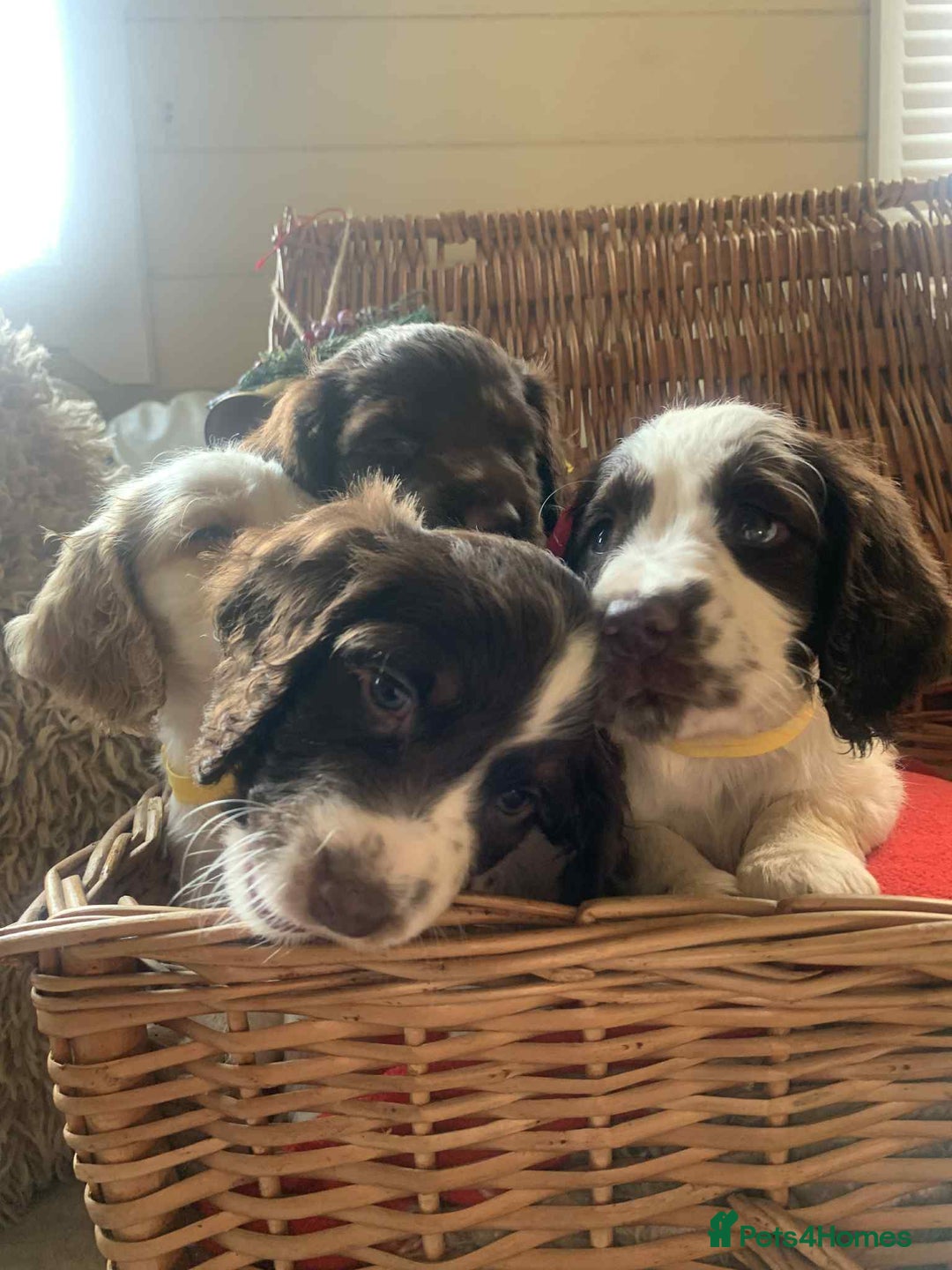 Cocker Spaniel dogs for sale: Beautiful cocker spaniel pups - Advert 4