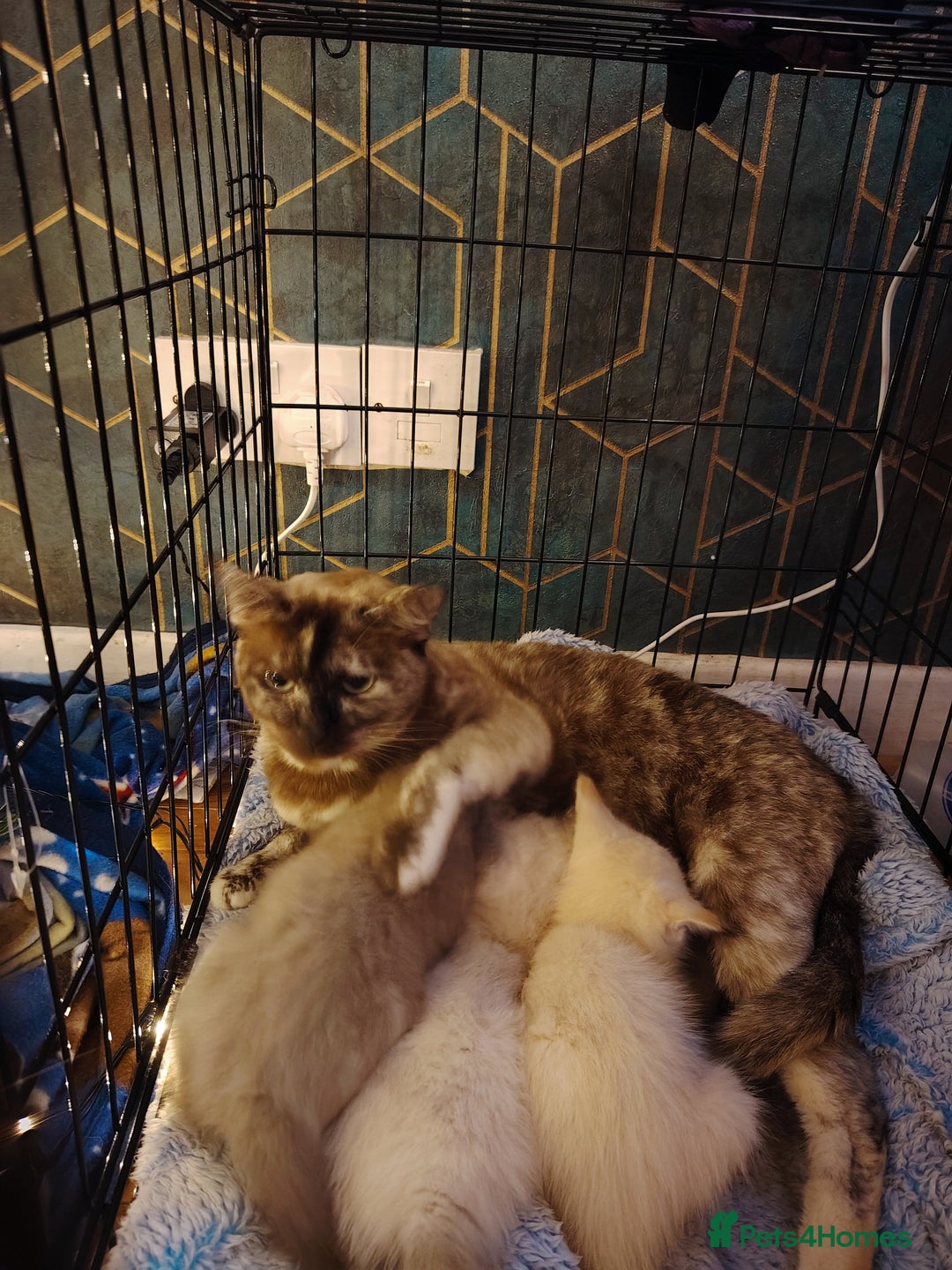 Tonkinese cats for sale: Gorgeous Tonkdoll kittens  - Advert 14