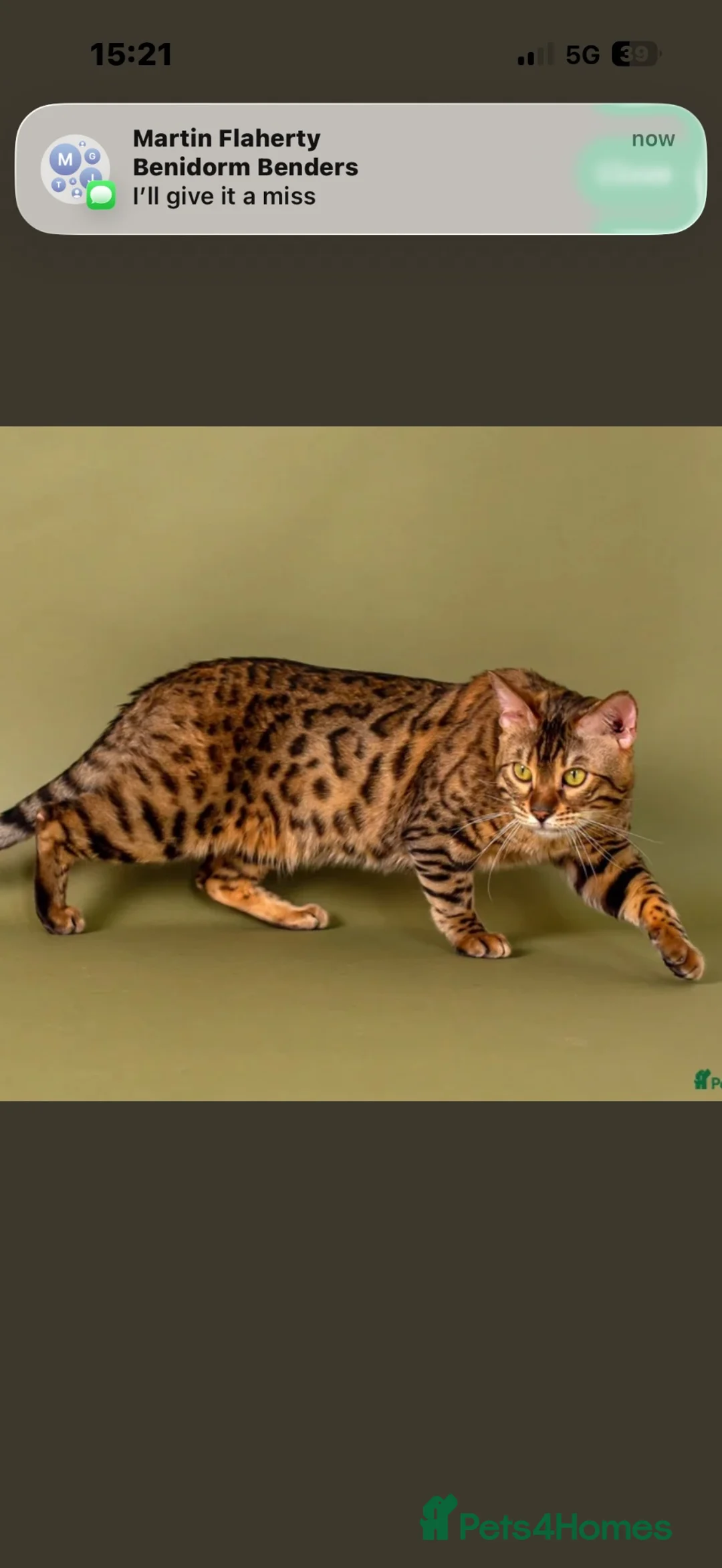 Bengal cats for sale: Tica Registered Pedigree Bengal kittens in Leeds - Advert 31