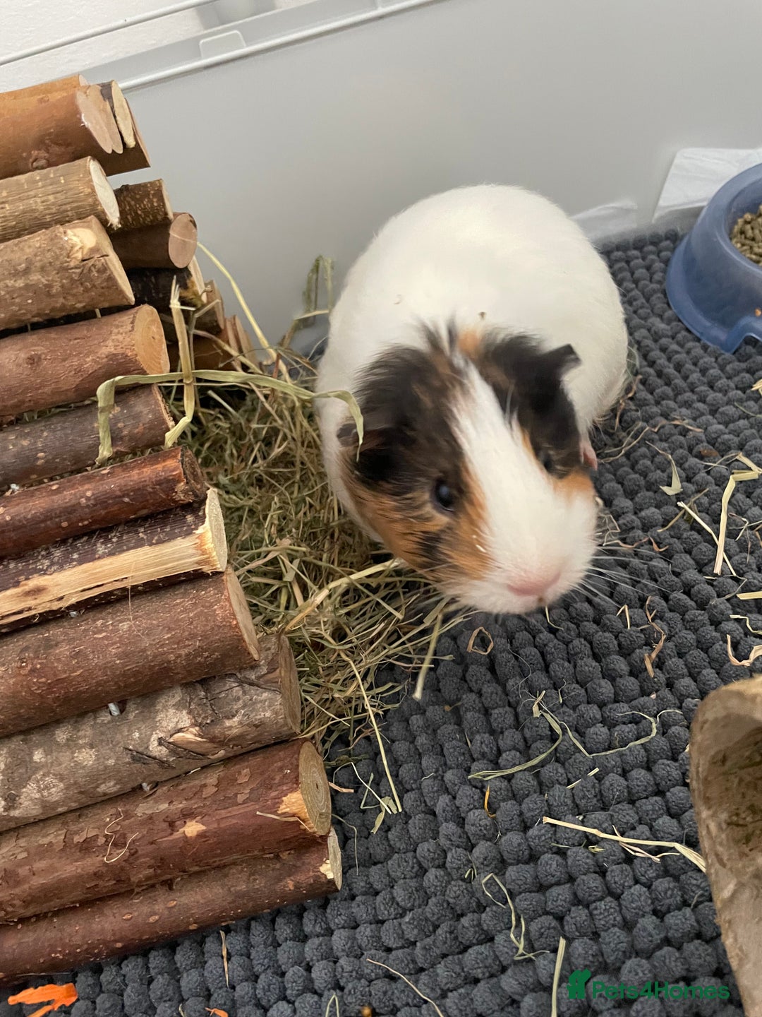 Guinea Pig rodents for sale: Two male guinea pigs with cage and accessories  - Image 11