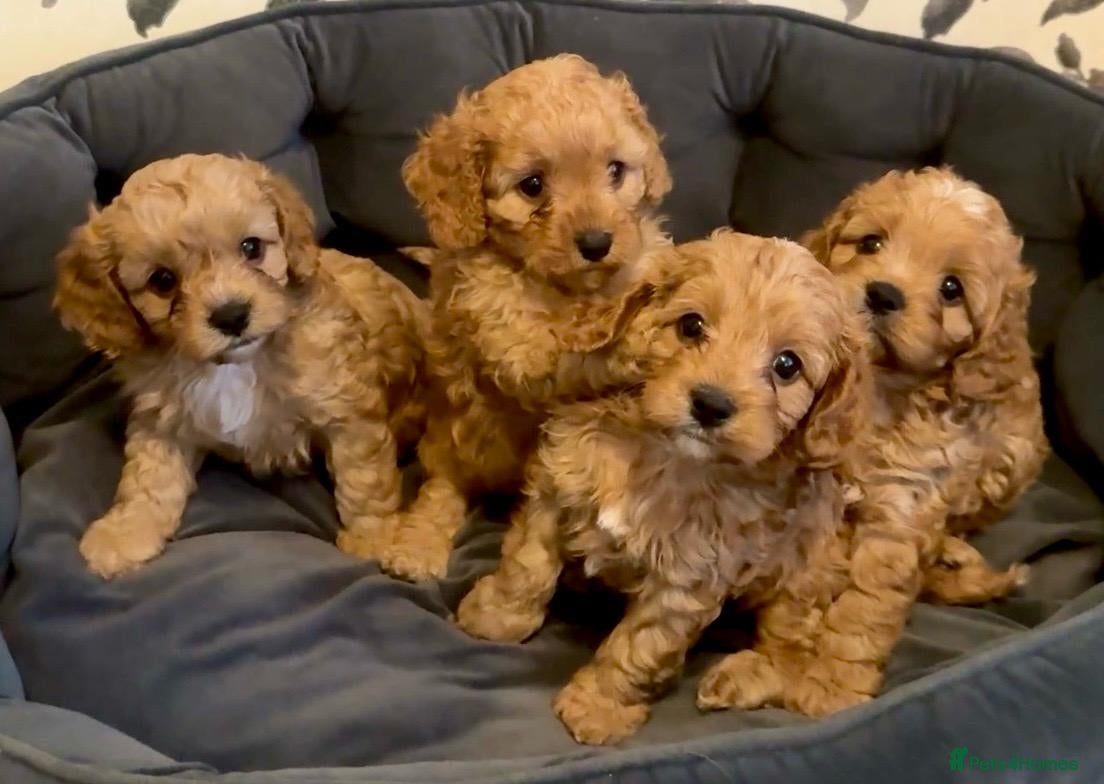 Cavapoo dogs for sale: Cavapoos Extensive DNA & Heart tested in Stockton-on-Tees - Advert 2