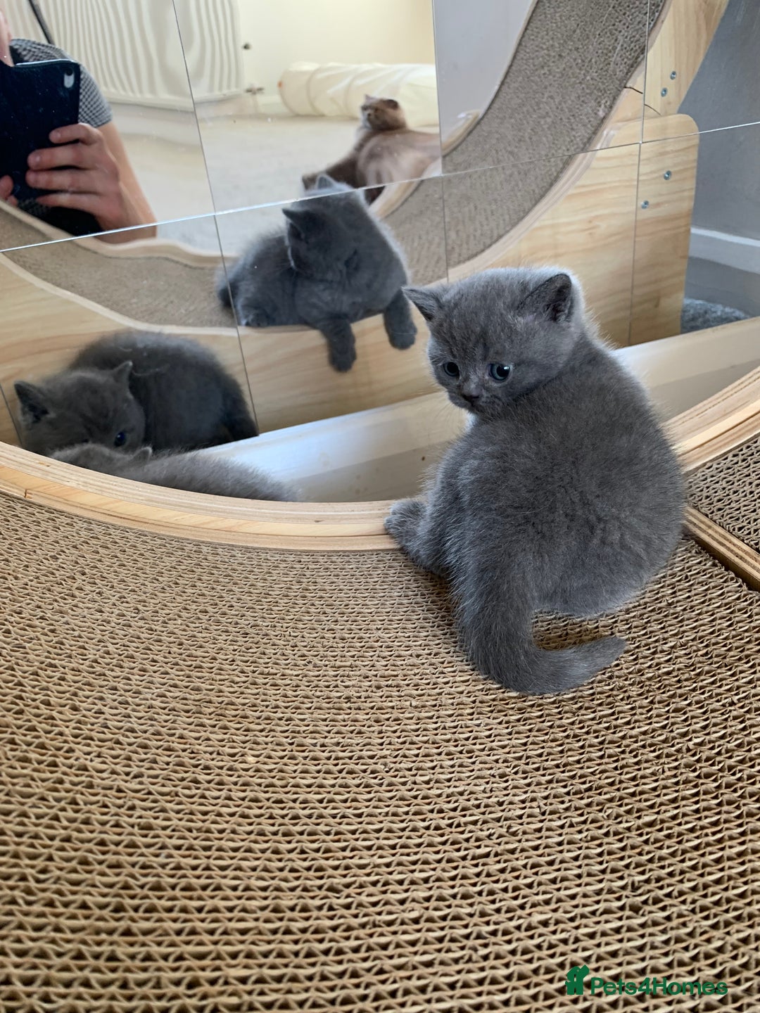 Scottish Fold cats for sale: Scottish Fold x Russian Blue Kittens  - Image 13