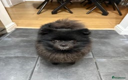 Pomeranian dogs for sale: Milo, a bundle of fluff - Advert 5
