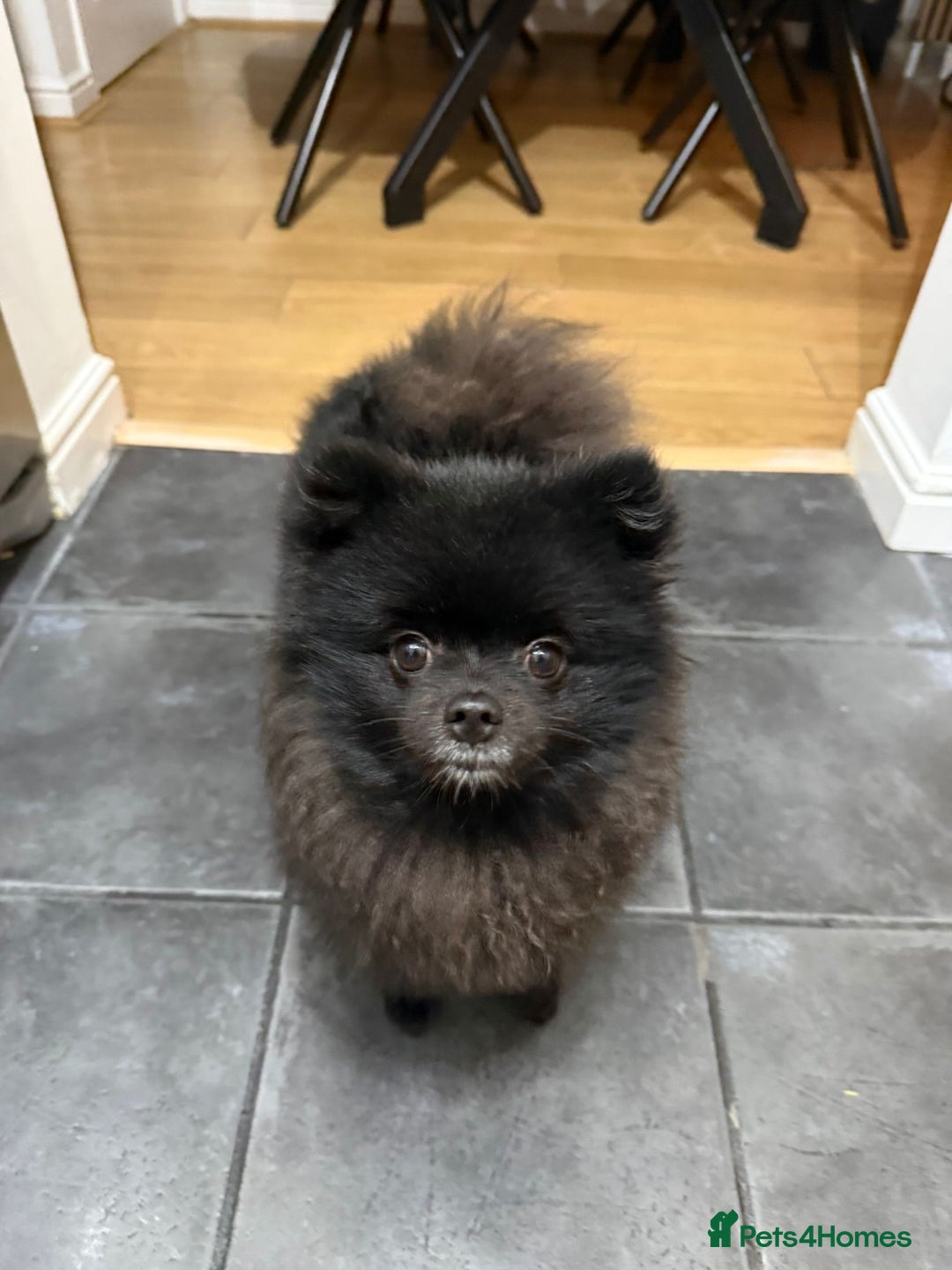 Pomeranian dogs for sale: Milo, a bundle of fluff - Advert 5