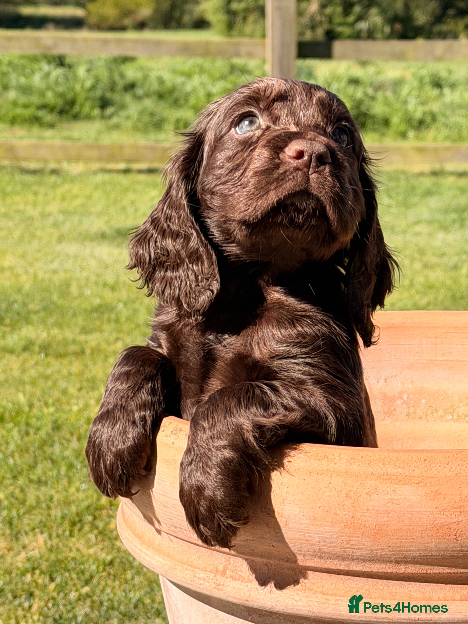Cocker Spaniel dogs Working cocker spaniel puppies - Advert 2