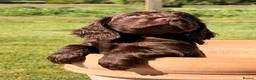 Cocker Spaniel dogs for sale: Working cocker spaniel puppies - Advert 14