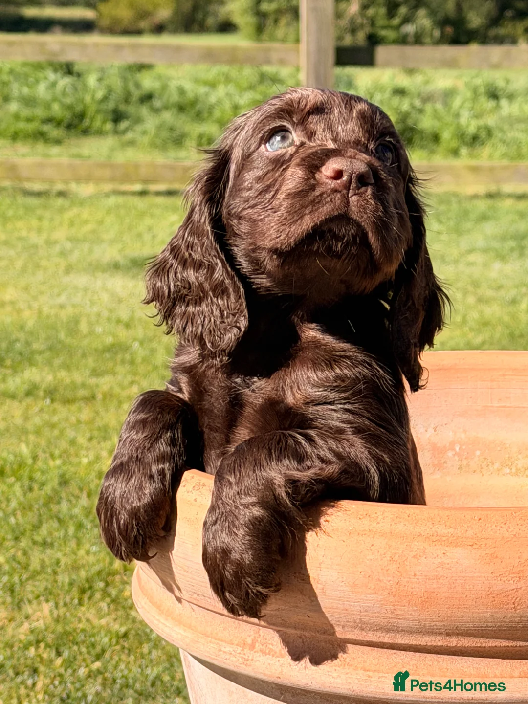Cocker Spaniel dogs for sale: Working cocker spaniel puppies - Advert 2