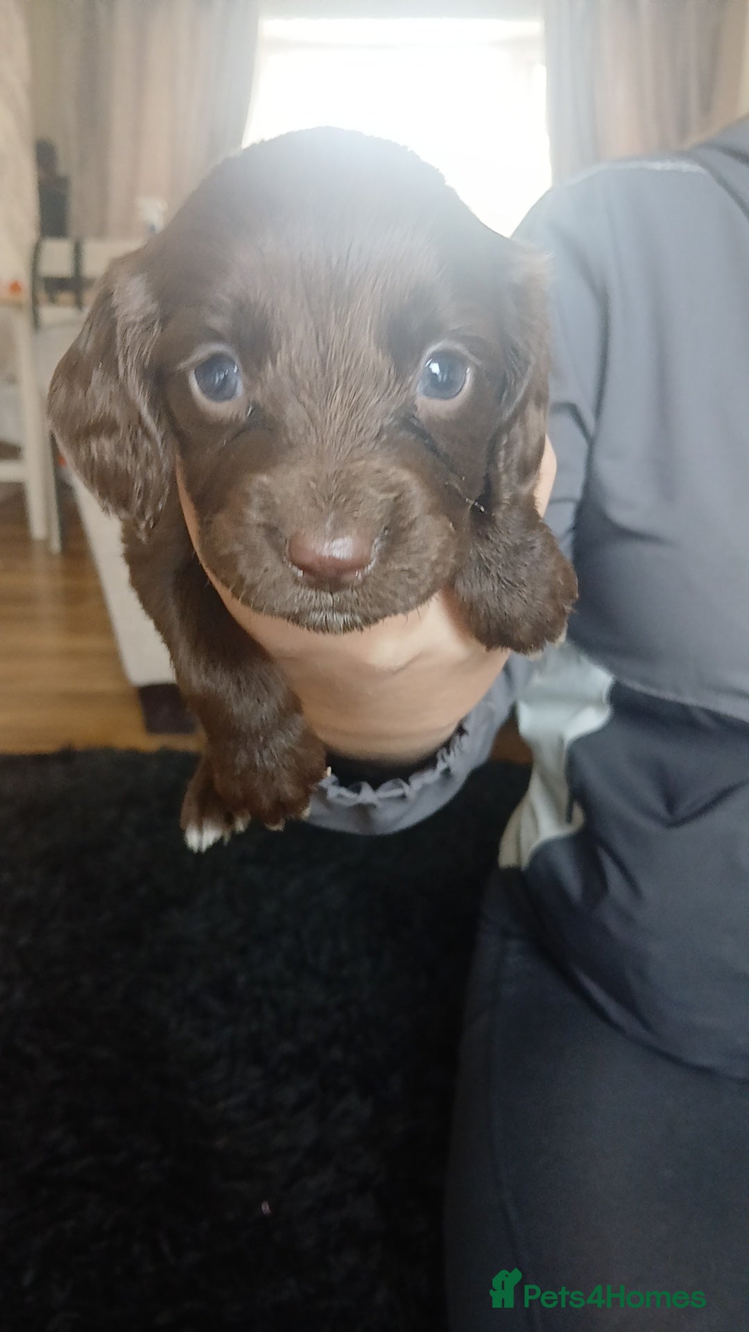 Sprocker dogs for sale: Beautiful litter of sprocker puppies - Image 20