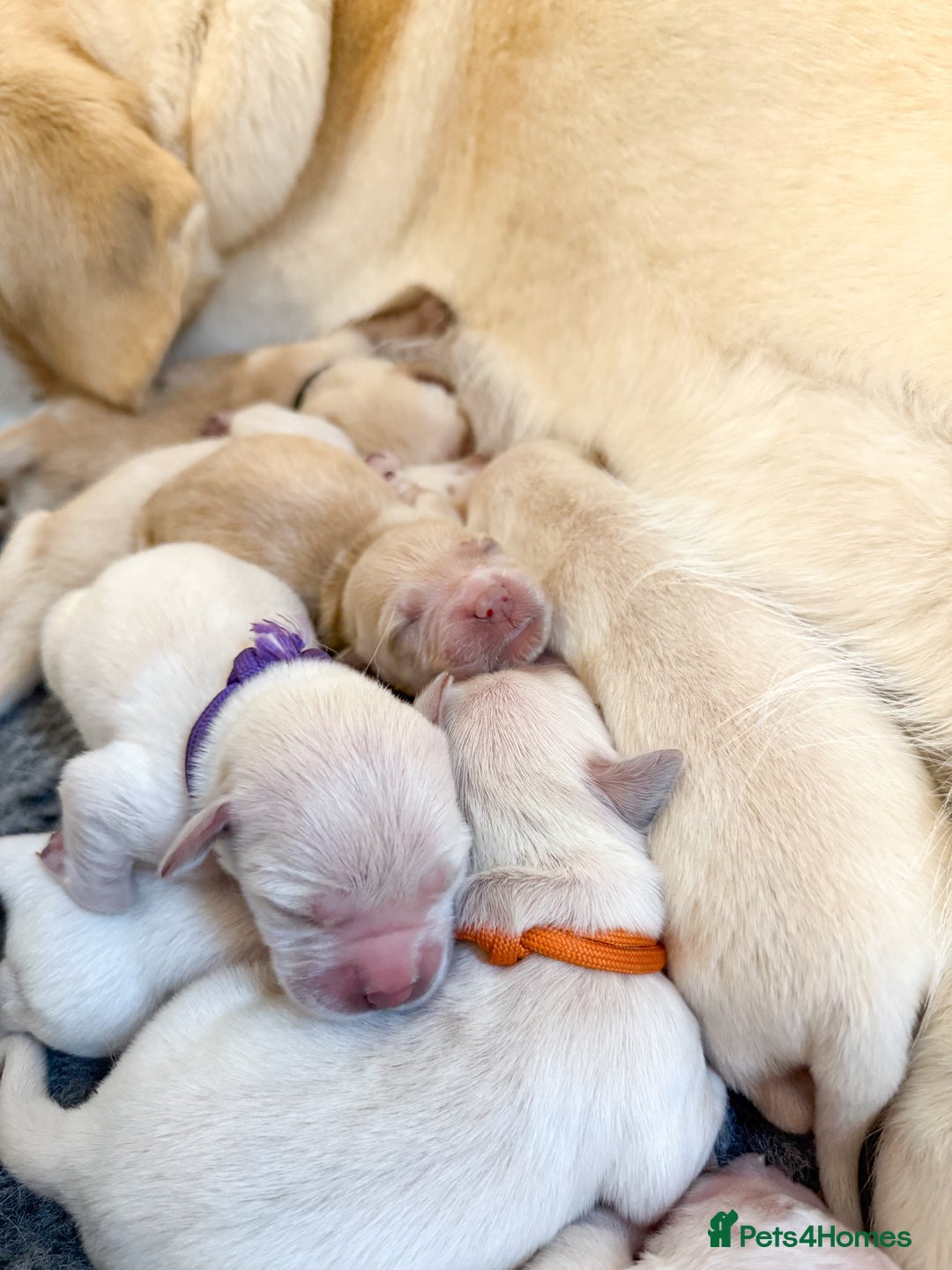 Goldador dogs for sale: A Special Litter of Goldador Puppies - Image 15