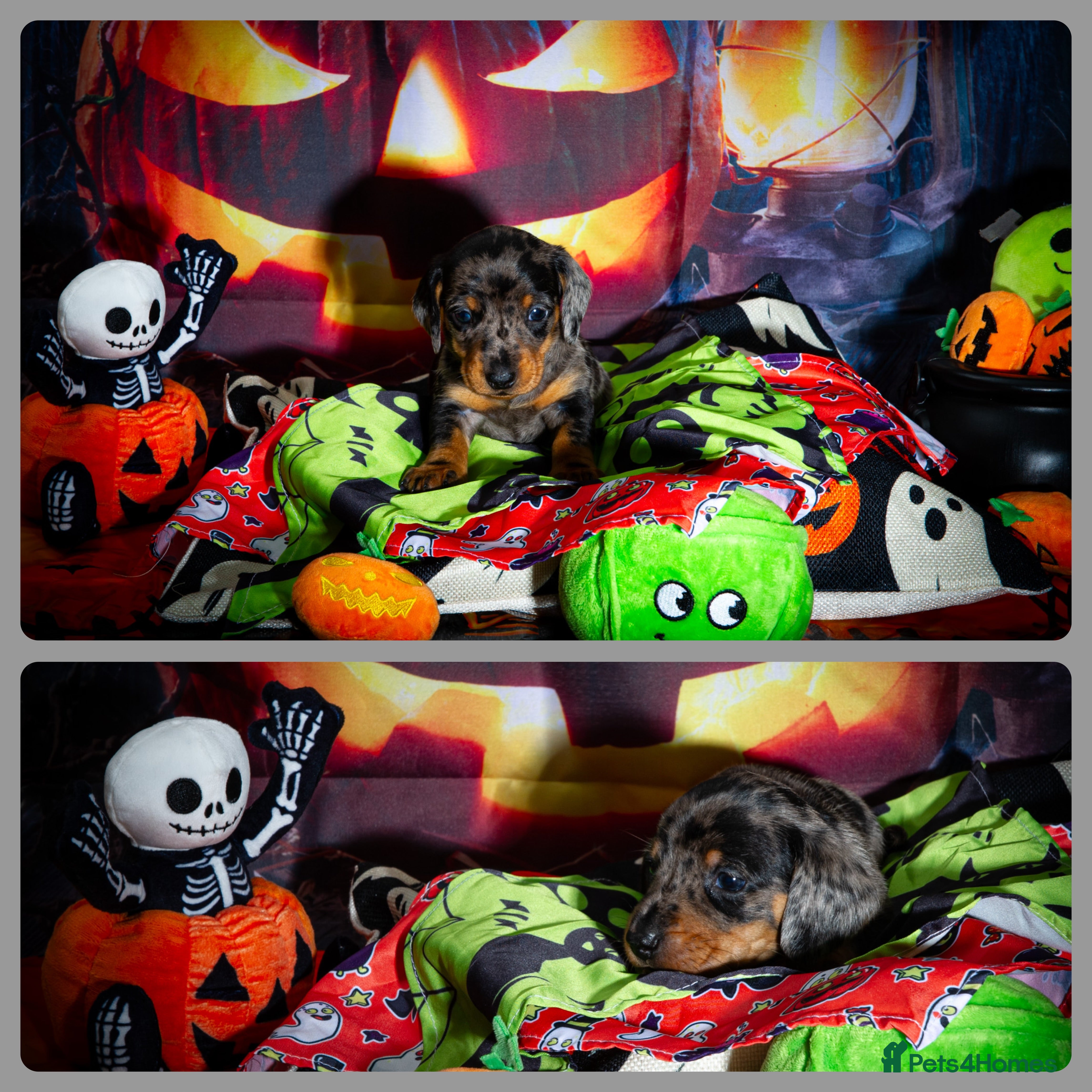 Miniature Dachshund dogs for sale: KC Mini Dachshund Silver Dapple Brindle Puppies  - Advert 2