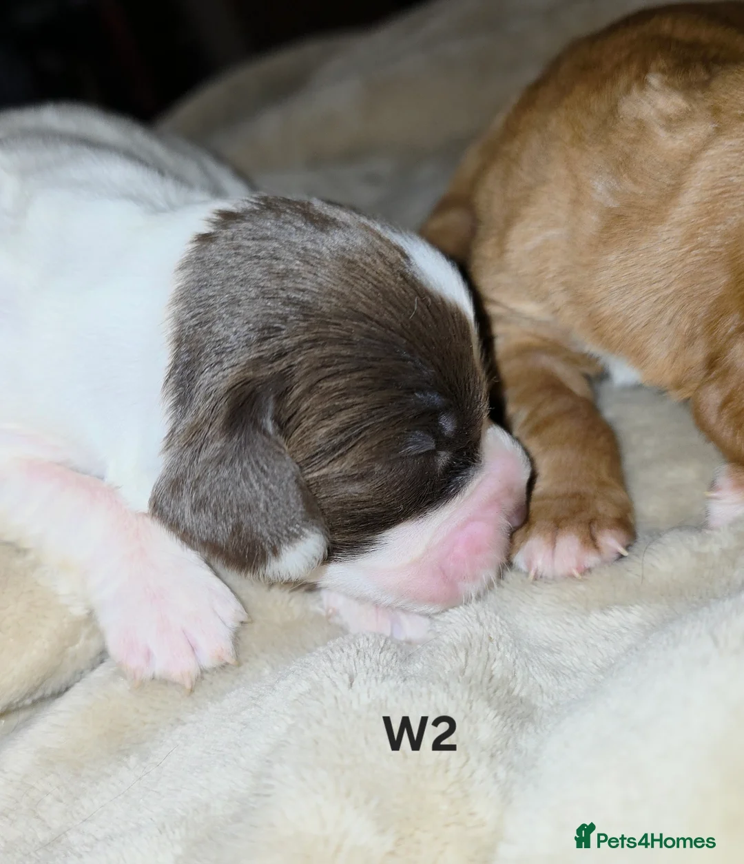 Cocker Spaniel dogs for sale: Cocker spaniel pups ready NEXT WEEK - Advert 6