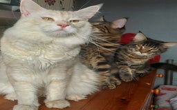 Maine Coon cats for sale: Purebred Maincoon kittens - Image 5