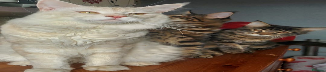 Maine Coon Kitten 2