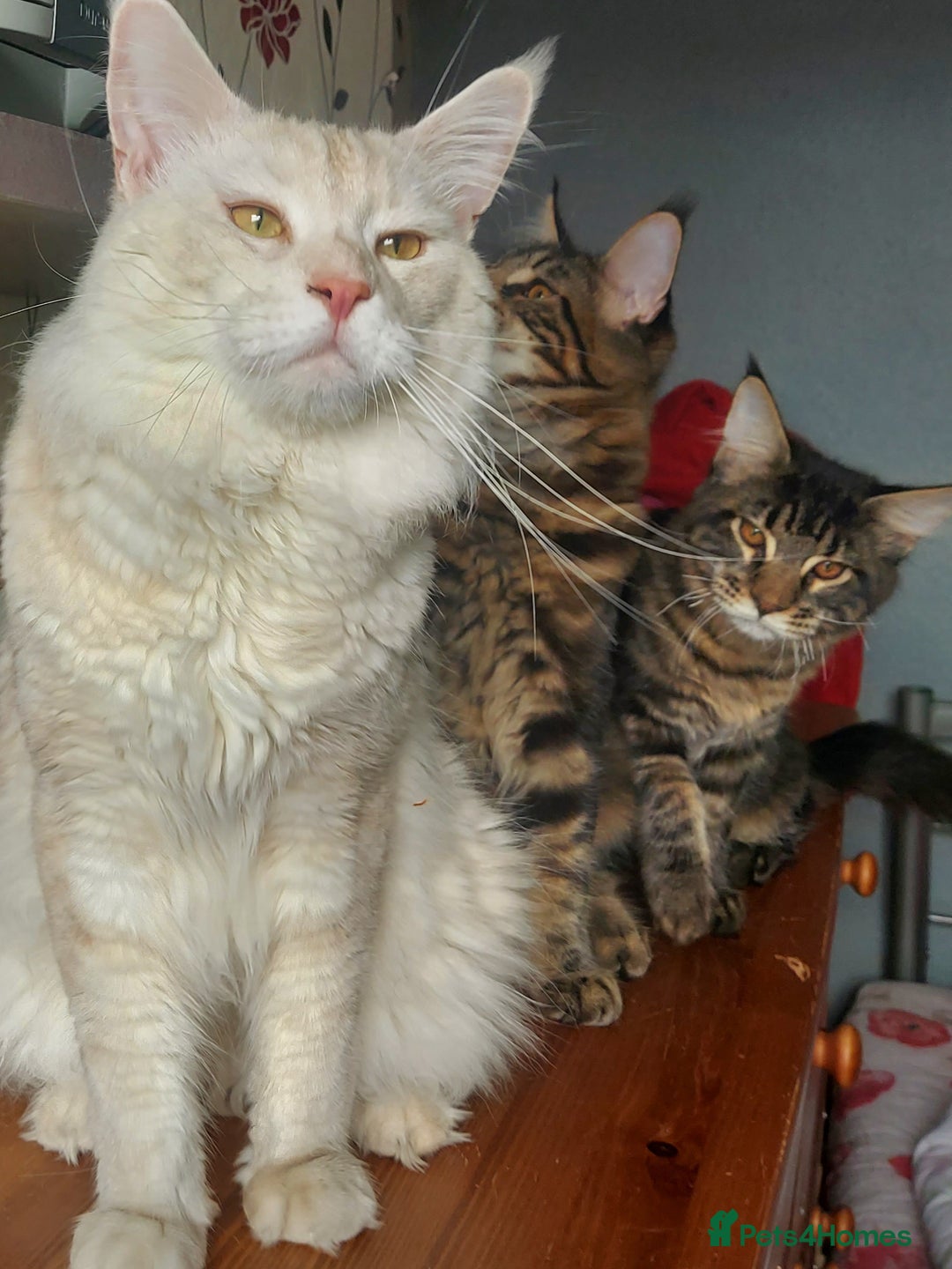 Maine Coon cats for sale: Purebred Maincoon kittens - Image 5