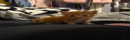 Domestic Shorthair cats for sale: 5 beautiful kittens for sale - Advert 18