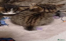 Bengal cats for sale: Bengal kittens - Image 4