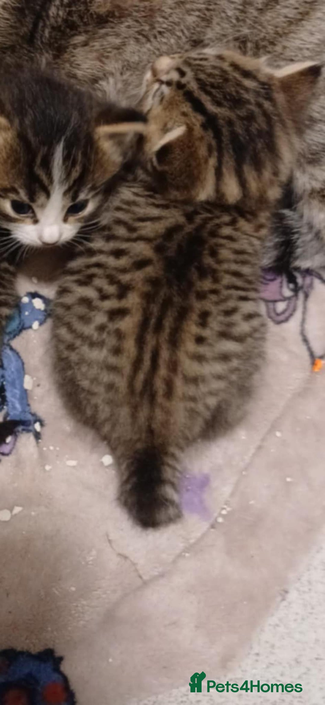 Bengal cats for sale: Bengal kittens - Image 4