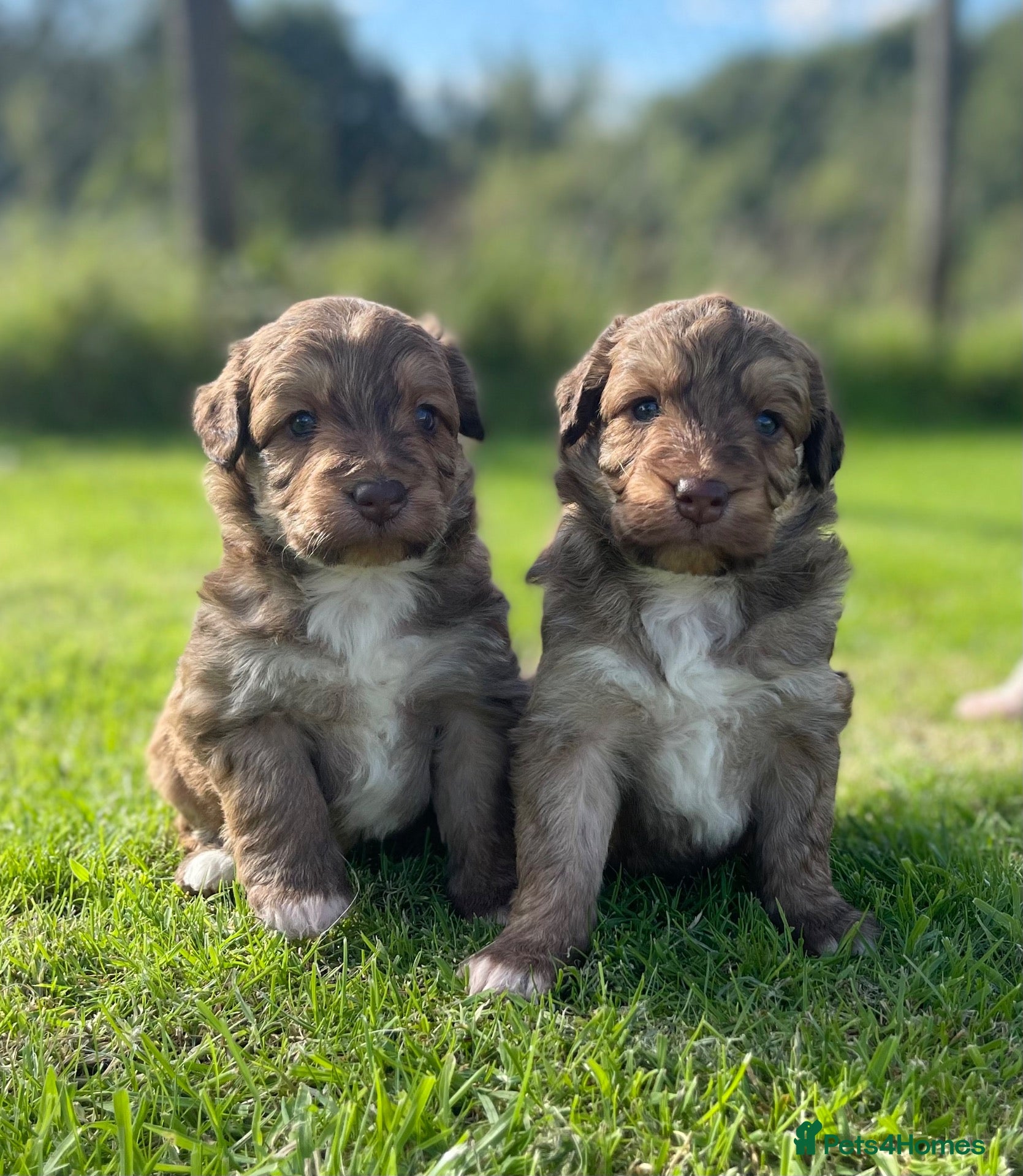 Bordoodle dogs OUTSTANDING *SABLE / TRI* BORDOODLES - Advert 2