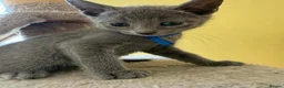 Russian Blue cats for sale: TICA REGISTERED Pure Breed Russian Blue Kittens - Advert 6